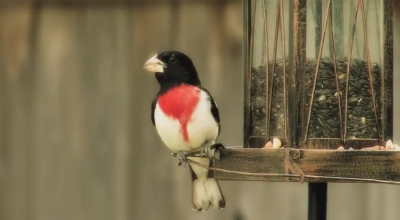 Birds in Your Backyard